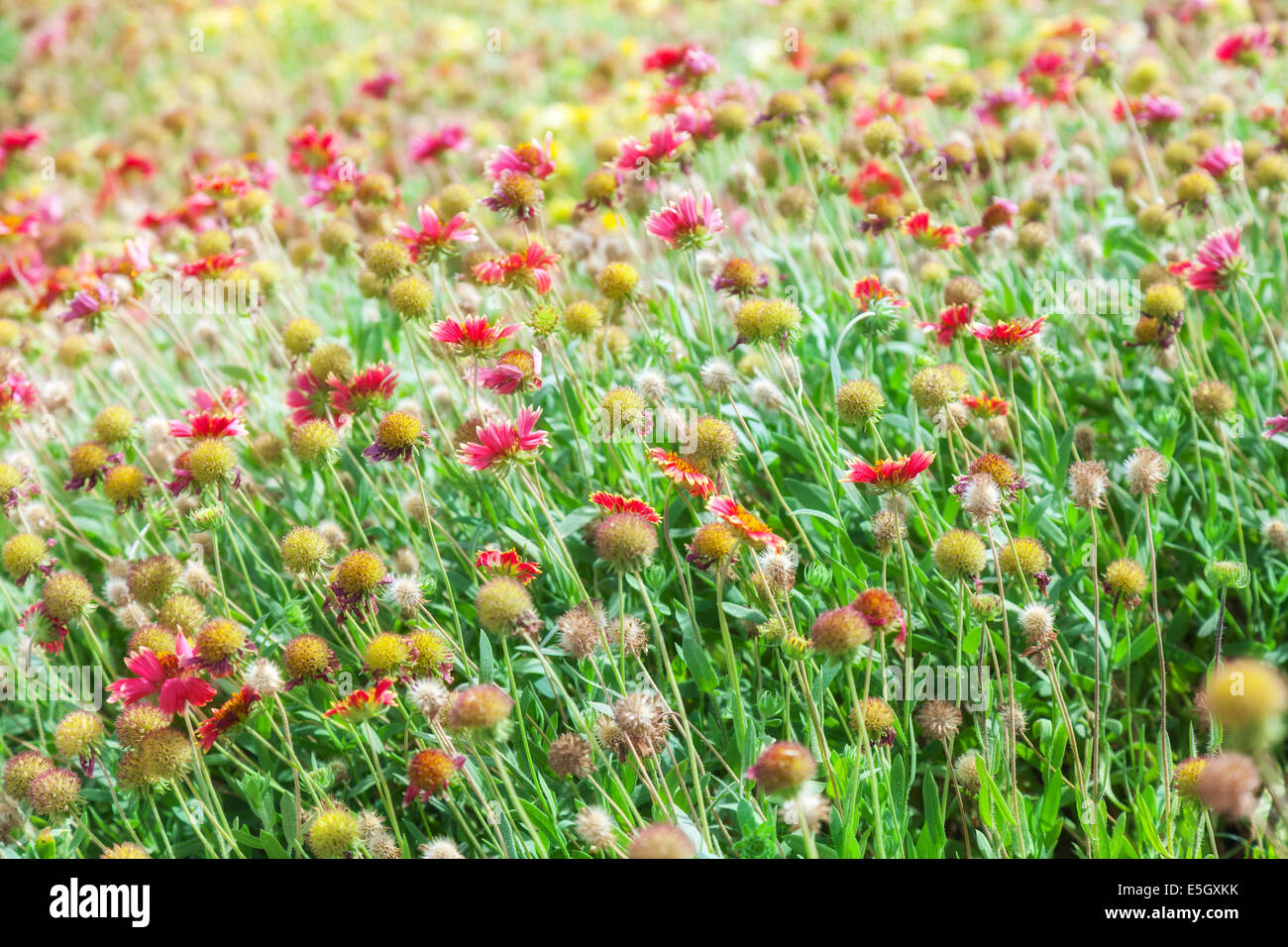 Rote und gelbe Blumen auf Sommerwiese Stockfoto