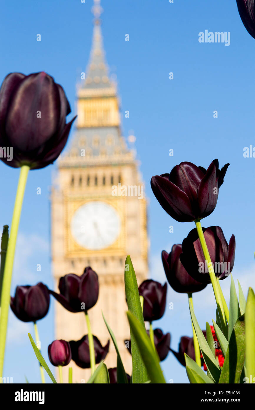 Big Ben Clock Tower der Häuser des Parlaments Palace of Westminster mit Tulpen im Vordergrund im Frühjahr London England UK Stockfoto