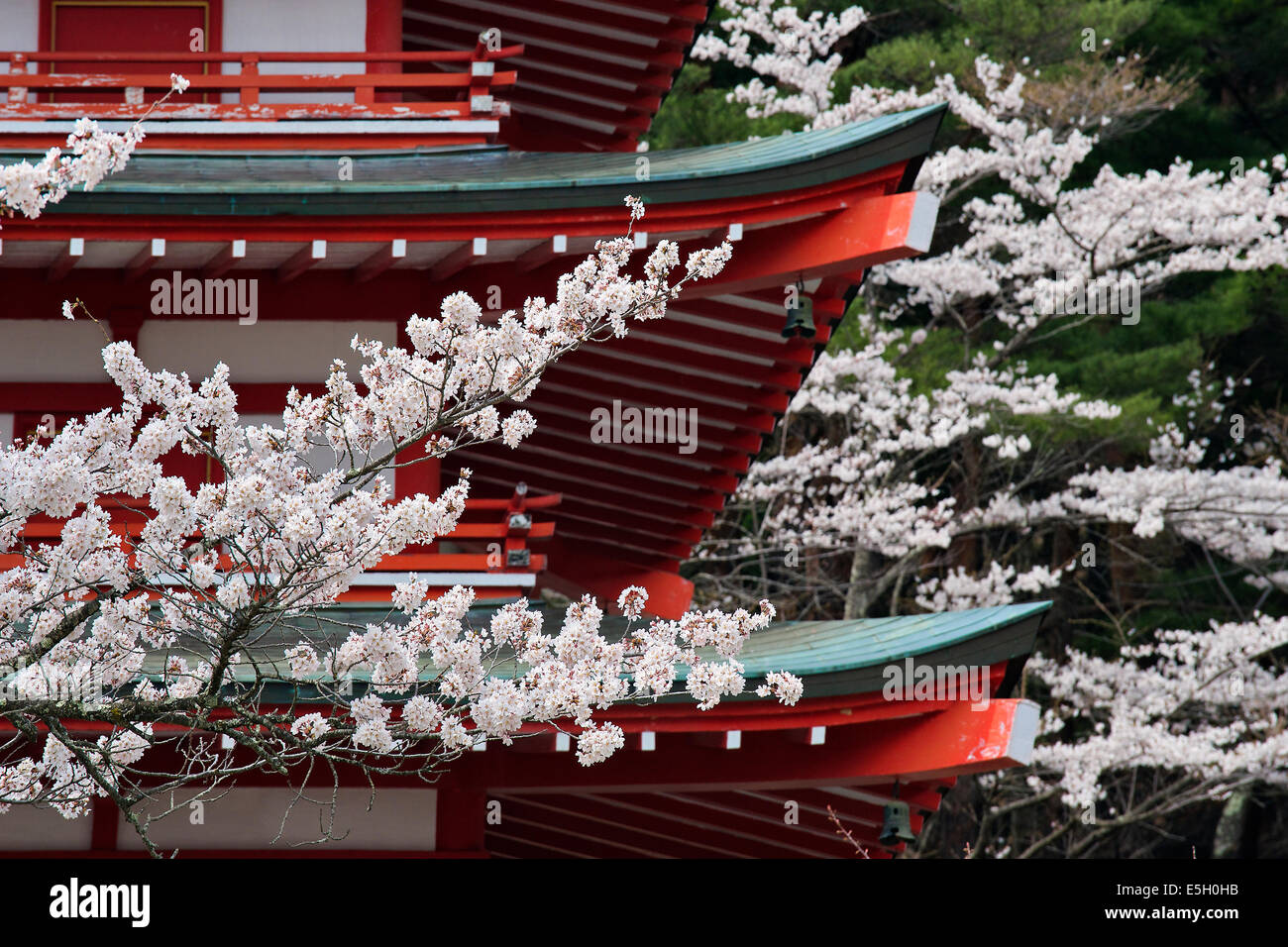 Kirschbäume in Chureito Pagode, Japan. Stockfoto