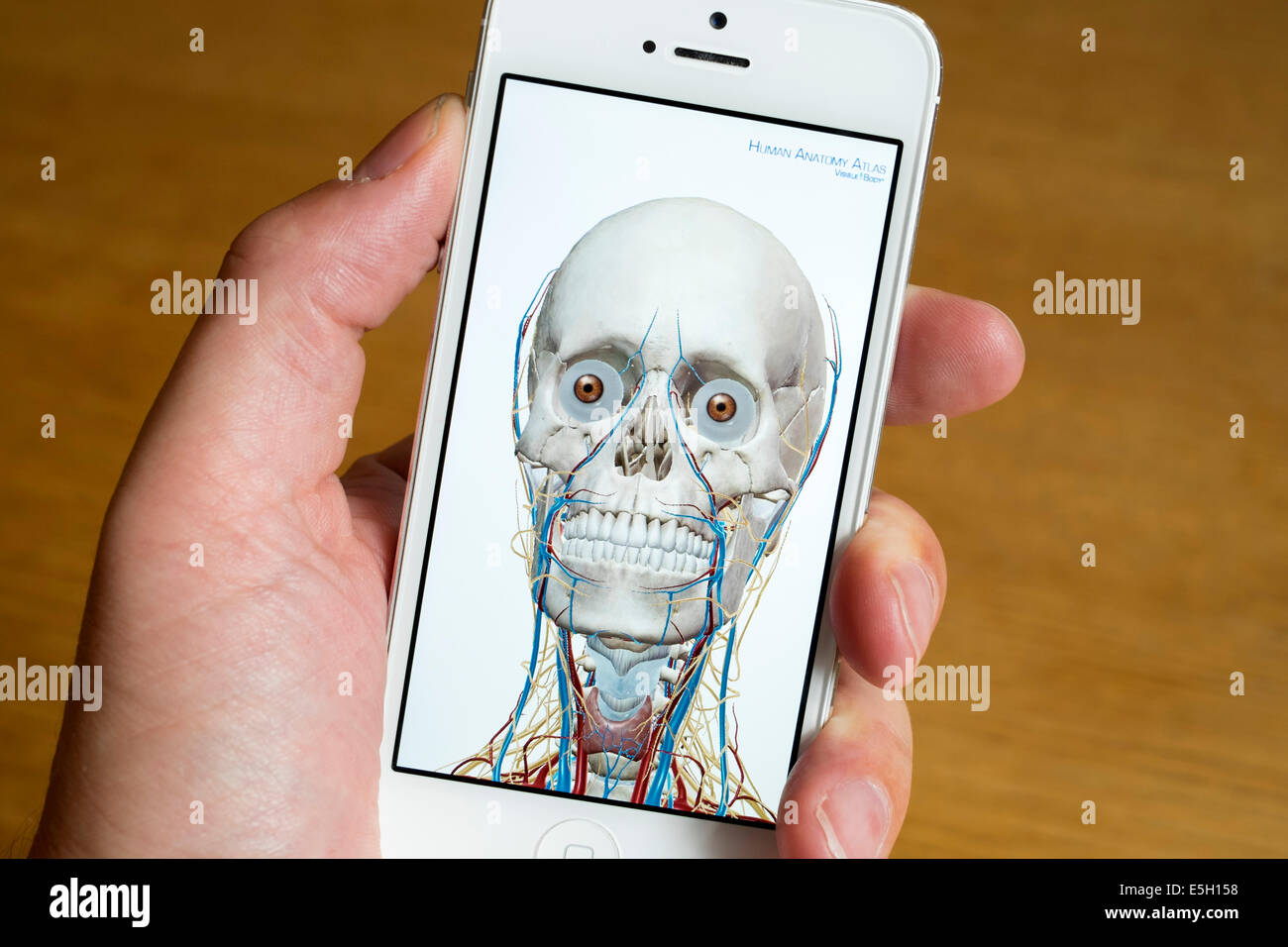 Verwendung von Gesundheits-app, menschliche Anatomie auf ein iPhone-Smartphone zu studieren Stockfoto