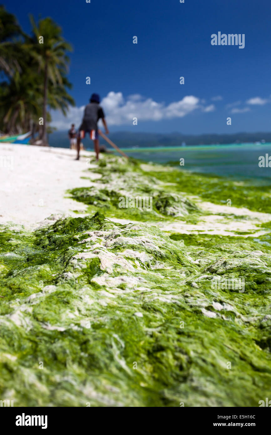 Algen im türkisfarbenen Meer, Arbeiter, die Reinigung des weißen Strandes. Insel Boracay Stockfoto