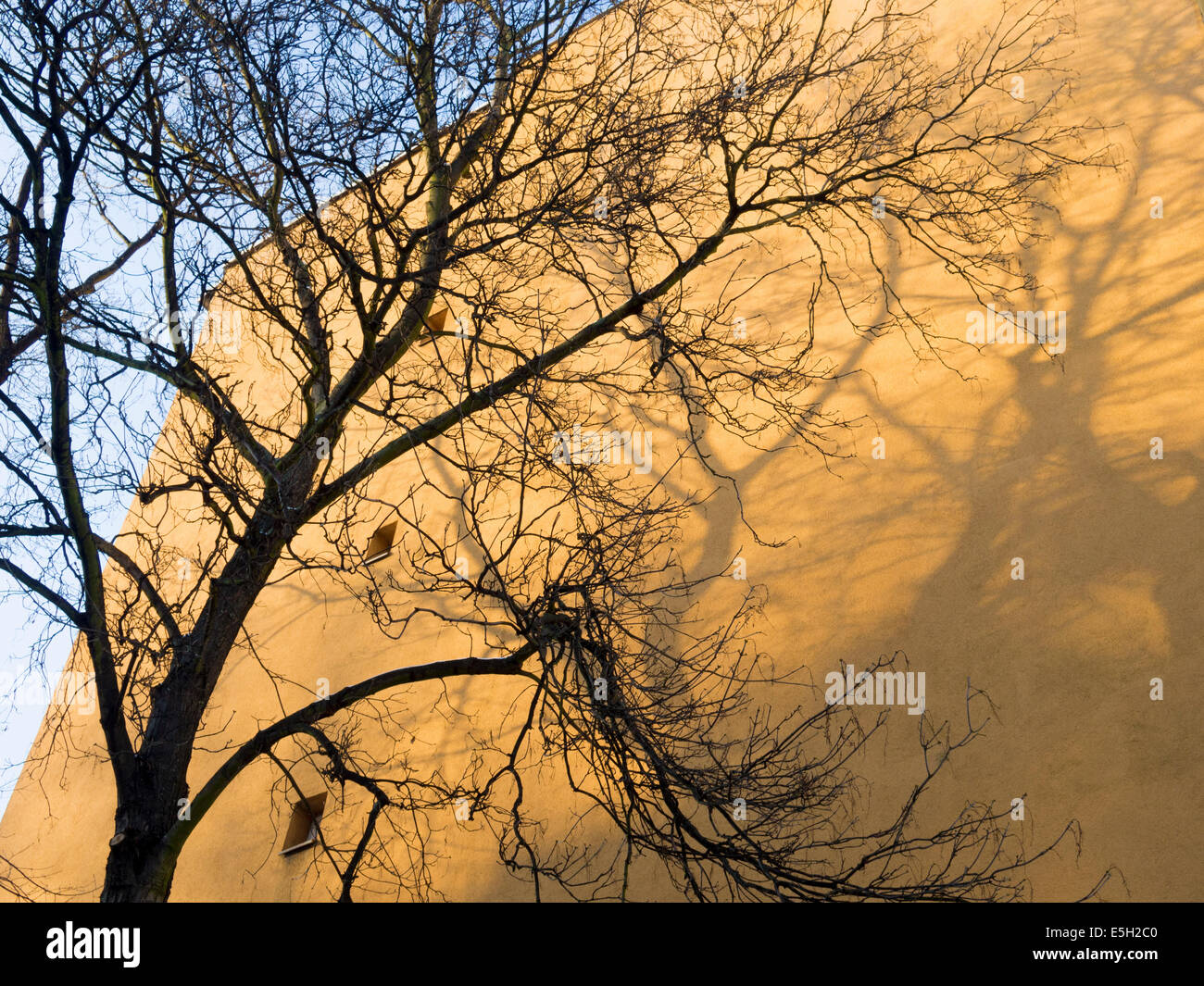 großer Baum und seinen Schatten auf das gelbe Gebäude Wand in Berlin Stockfoto