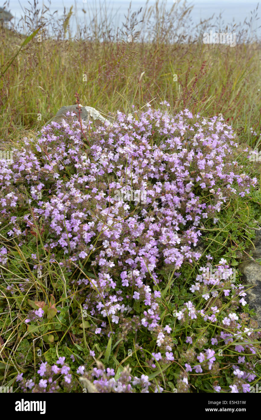 Wilder Thymian - Thymus Polytrichus (Lamiaceae) Stockfoto