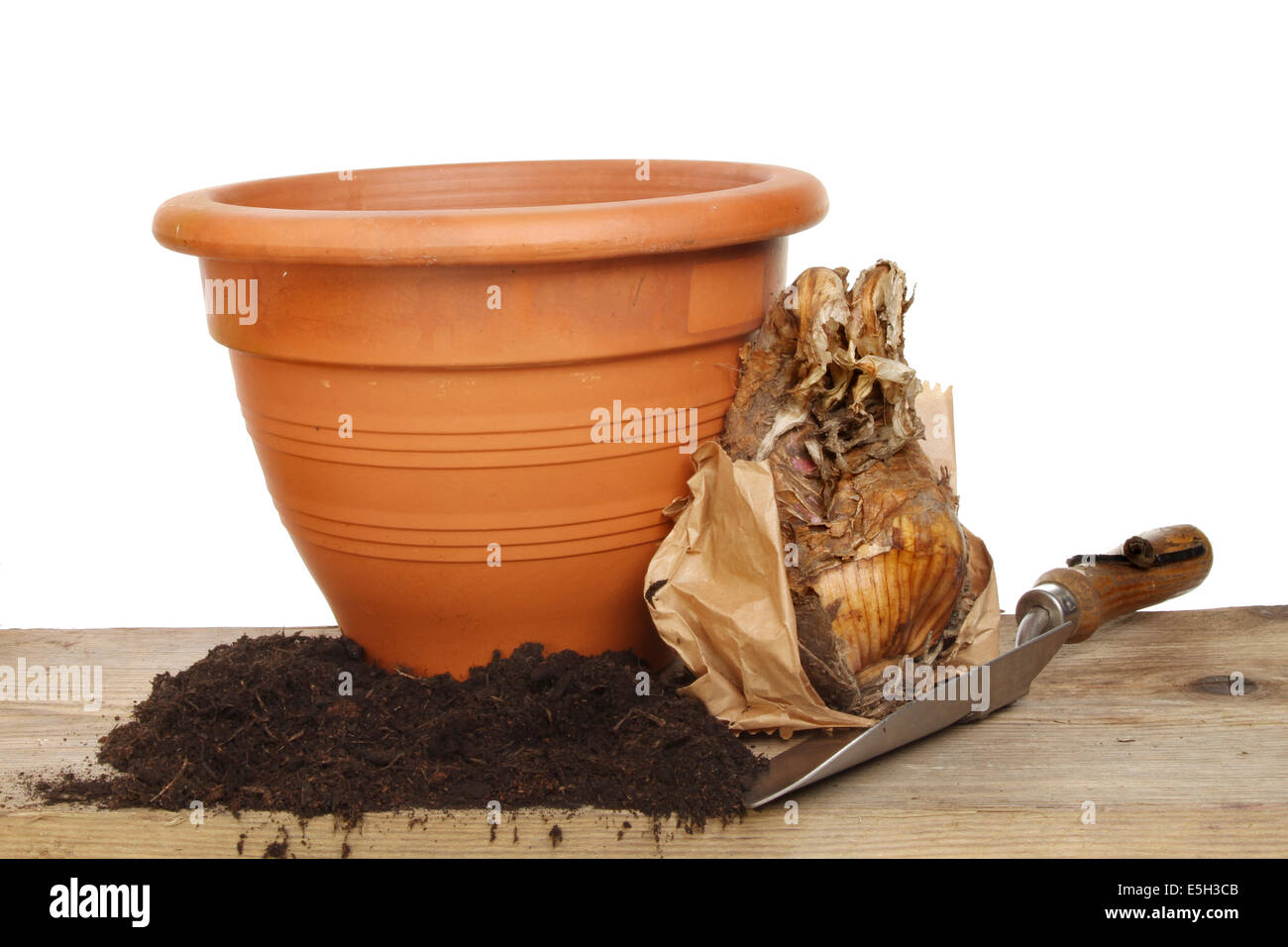 Amaryllis-Zwiebel, Kompost, Kelle und einem Terrakotta-Topf auf eine Pottingbank vor einem weißen Hintergrund Stockfoto