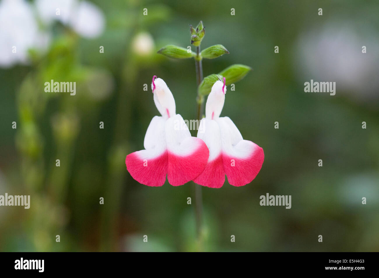 Salvia X jamensis "Hot Lips". Stockfoto