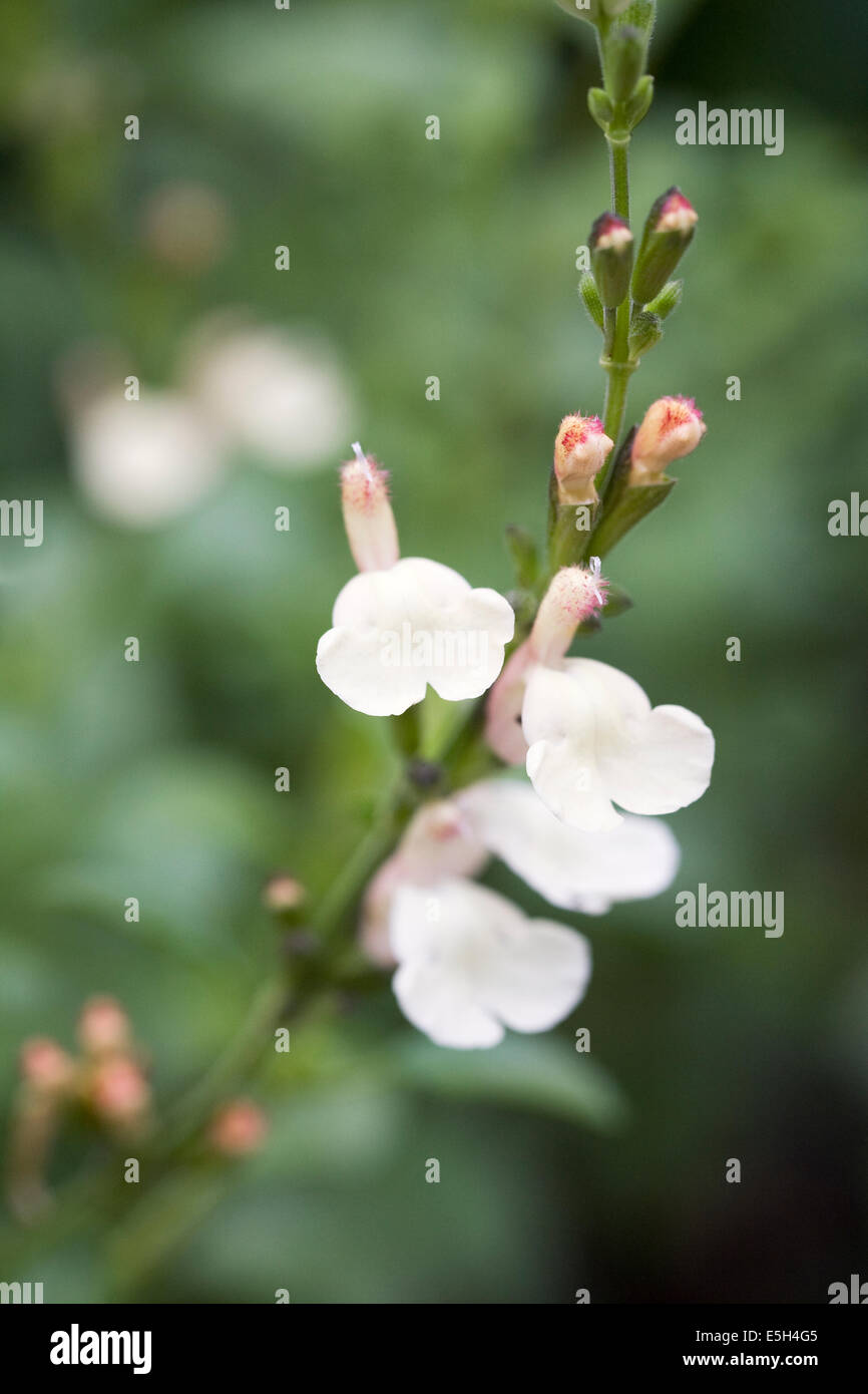 Salvia X jamensis "La Luna". Stockfoto