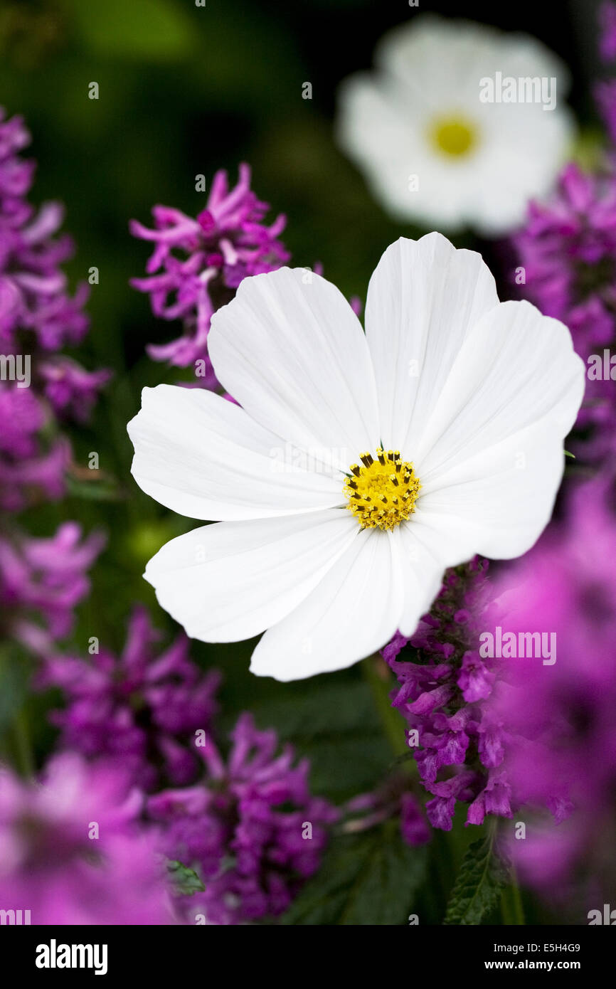 Cosmos Bipinnatus 'Reinheit' Blume. Stockfoto