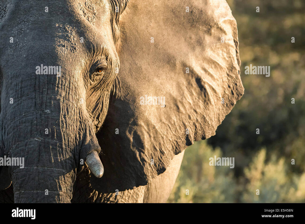 Großaufnahme eines weiblichen afrikanischen Elefanten mit Nachmittag Licht im Gesicht Stockfoto