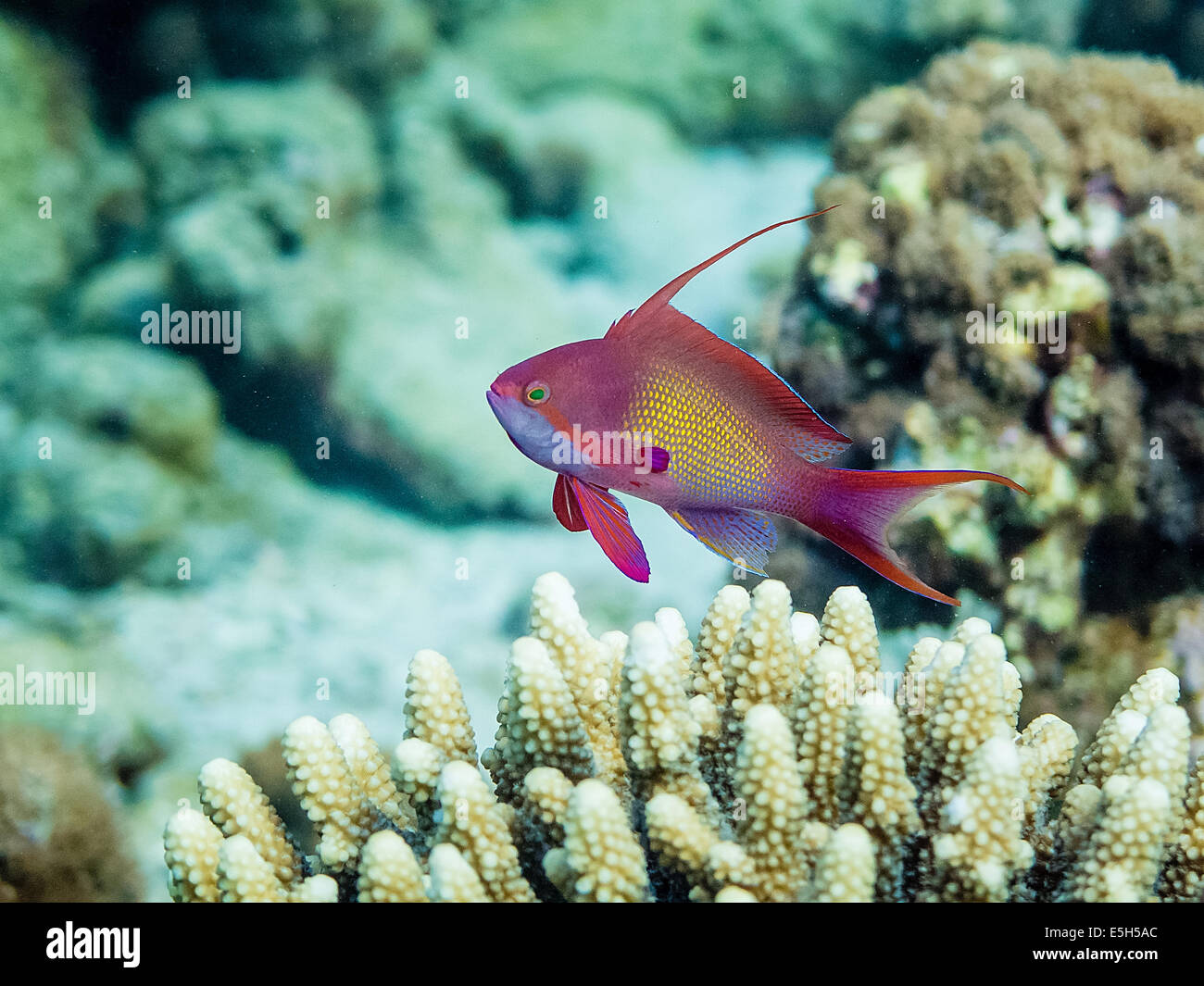 Männliche Anthias (Pseudanthias Squamipinnis) schwebt über Horn Korallen im Roten Meer Stockfoto