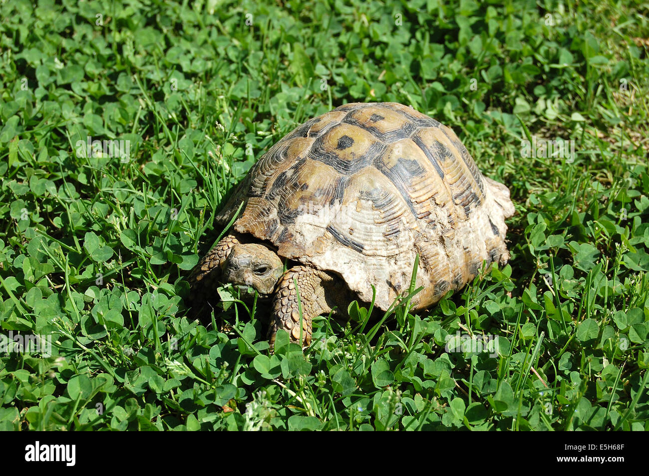 Alten Schildkröte Spaziergänge im Garten am Morgen Sunand Essen grass Stockfoto