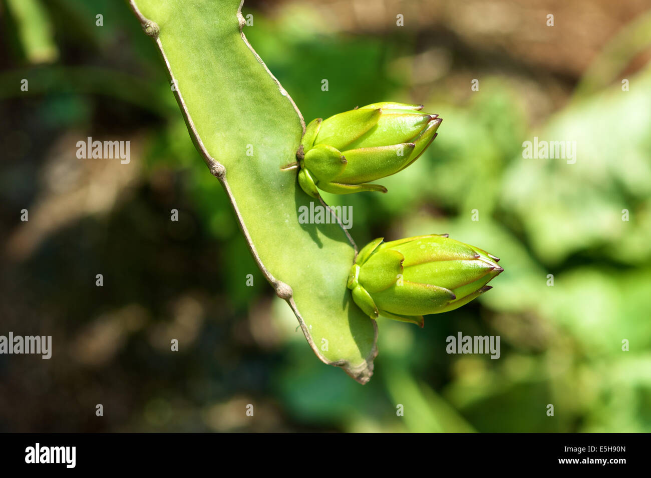 Dragon Fruit Blume in einem Bauernhof in Vietnam Stockfoto