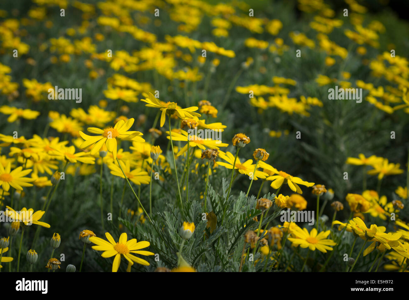 Goldene Euryops Daisy Blumen Stockfoto