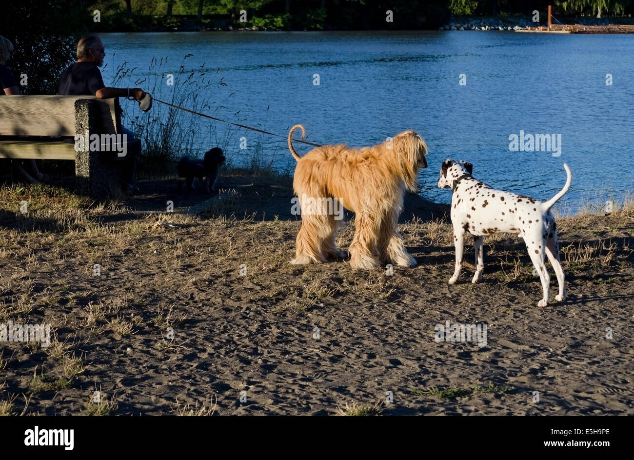 Afghanischer Windhund grüßt Dalmatiner im Park an einem Fluss.  Hunde, die Geselligkeit. Stockfoto