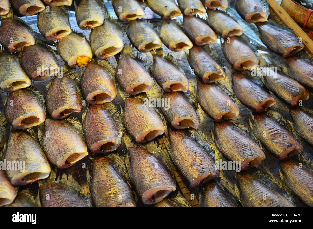Gurami Fischkonserven Stockfoto