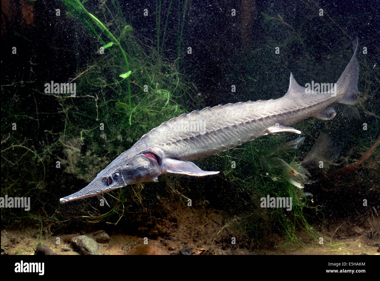 Sibirischer Stör (Acipenser Baerii Stockfotografie Alamy