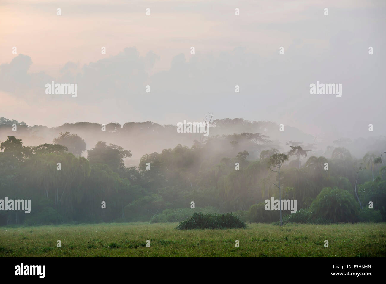 Nebel über eine Lichtung im Regenwald nach einem Wolkenbruch, Djaloumbé, Lobéké-Nationalpark, Region Ost, Kamerun Stockfoto