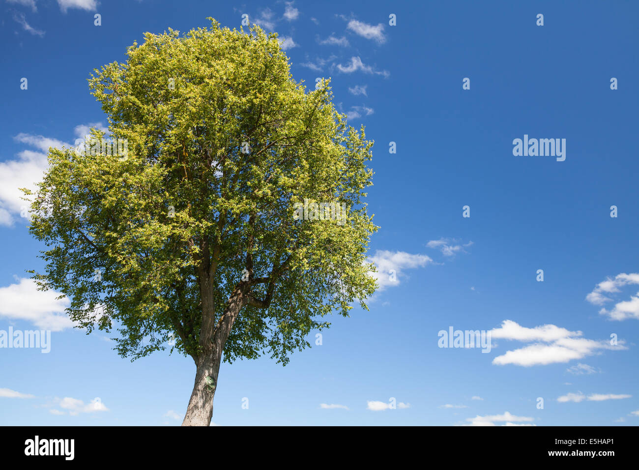 Leuchtend grüner Baum mit blauen Himmel und Wolken auf einem Hintergrund Stockfoto