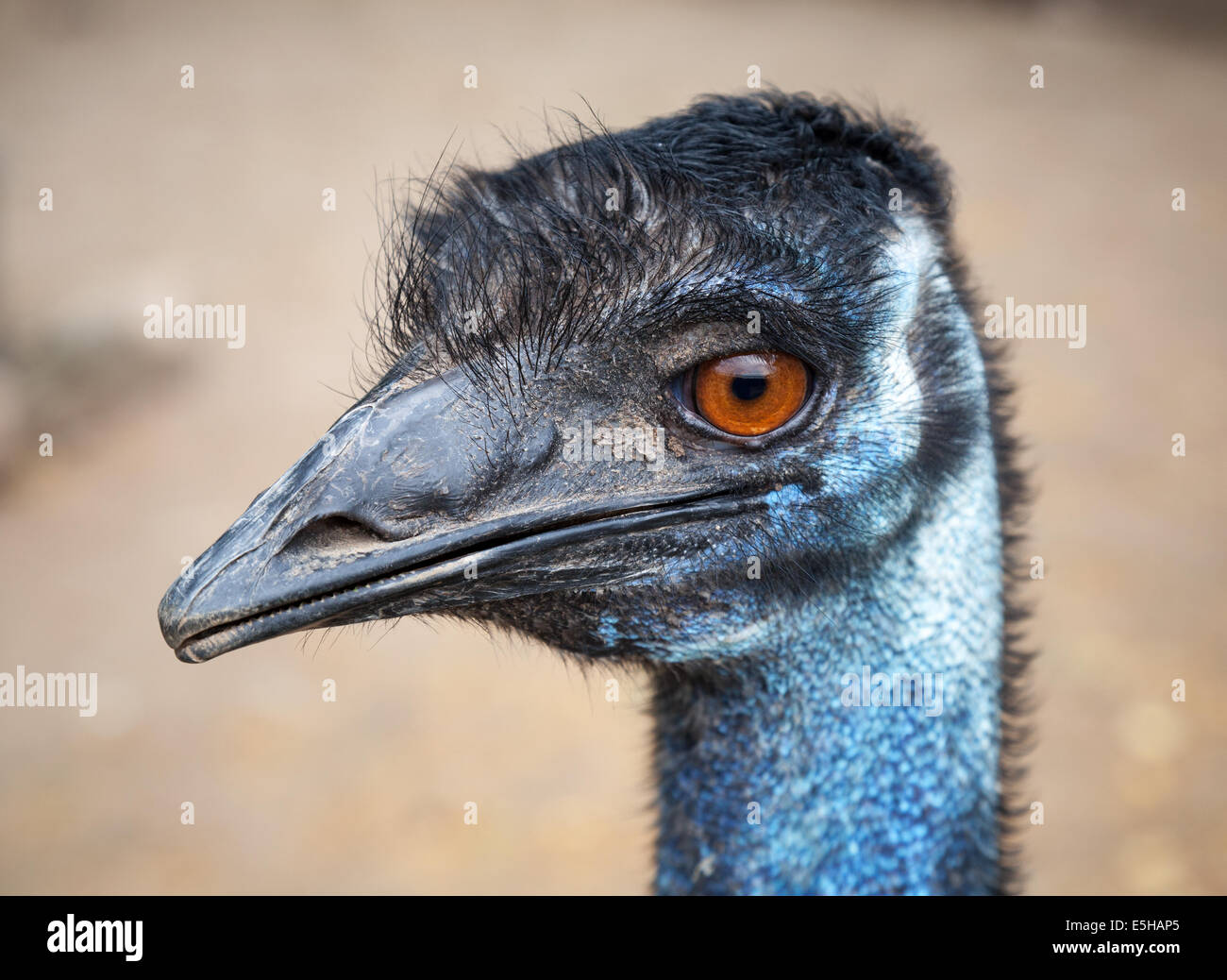 Closeup Profilbildnis von Strauß mit orangefarbenen Augen Stockfoto