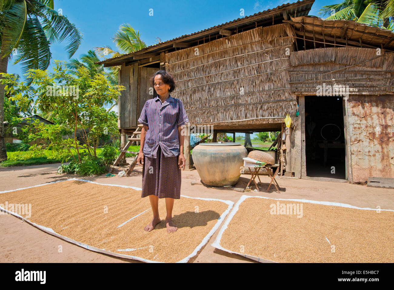 Kambodschanischen Bauern stehen auf den Reis, der in der Sonne vor einer einfachen Bambushütte, Kep, Kambodscha trocknen ist Stockfoto