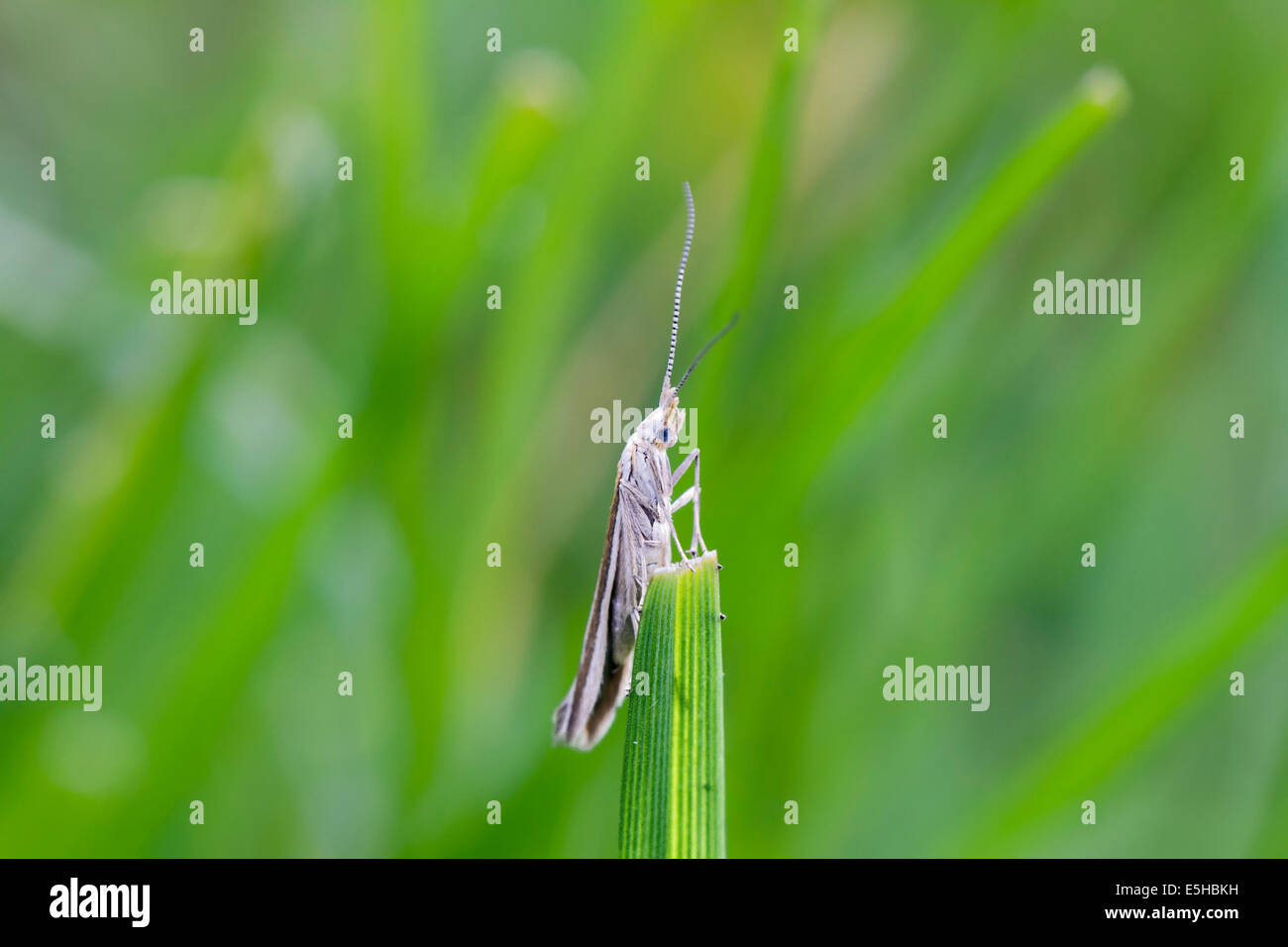 Testaceous weiß-Rückseite (Coleophora Albicosta), auf dem Rasen stammen, South Wales, Vereinigtes Königreich Stockfoto