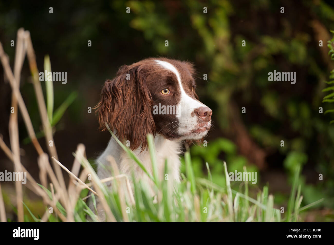 Springer spaniel Stockfoto