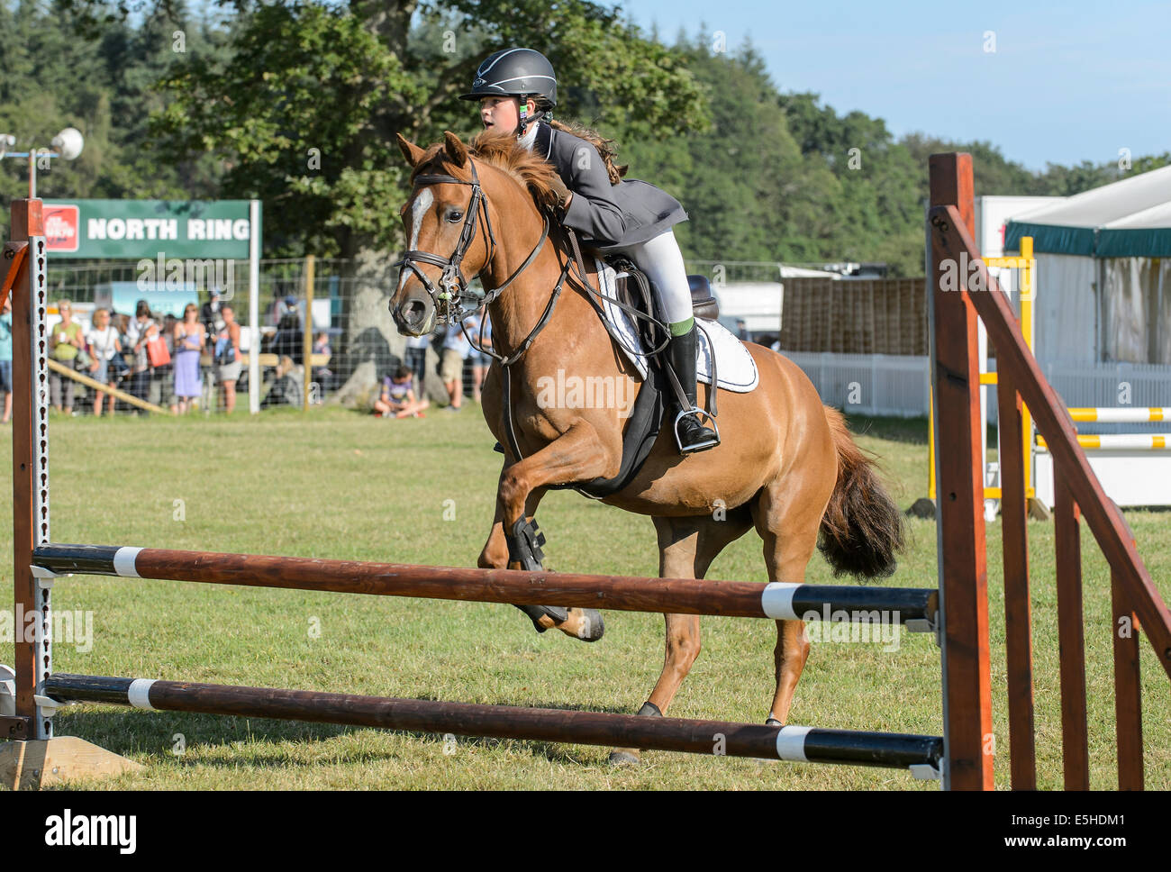 Ponys im Wettbewerb mit einem Springturnier im "New Forest & Hampshire County Show 2014". Stockfoto