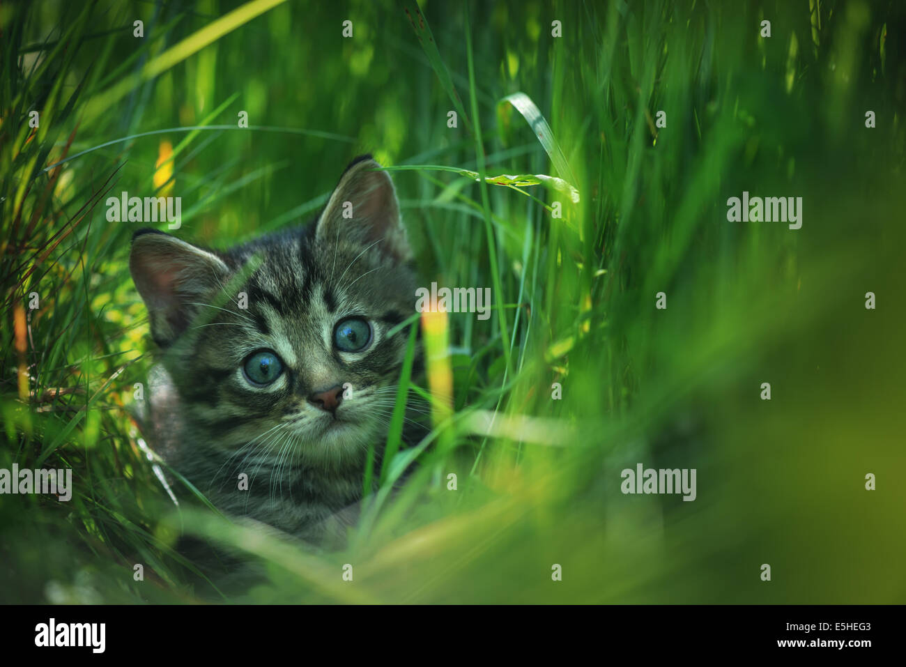 Kätzchen auf dem Rasen hautnah Stockfoto