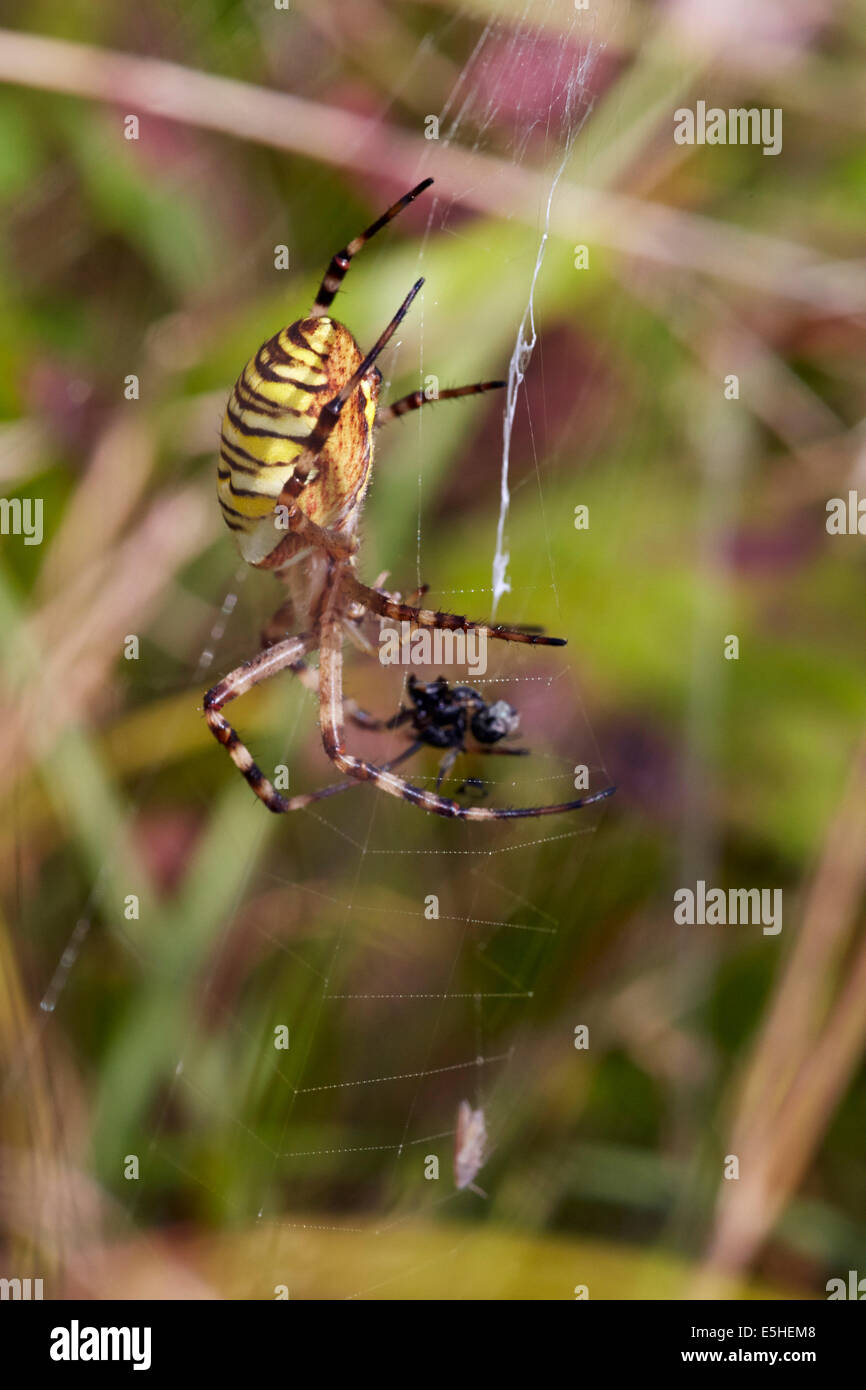 Tiger-Spinne mit einem Fang im Netz. Denbies Hang, gemeinsame Ranmore, Surrey, England. Stockfoto