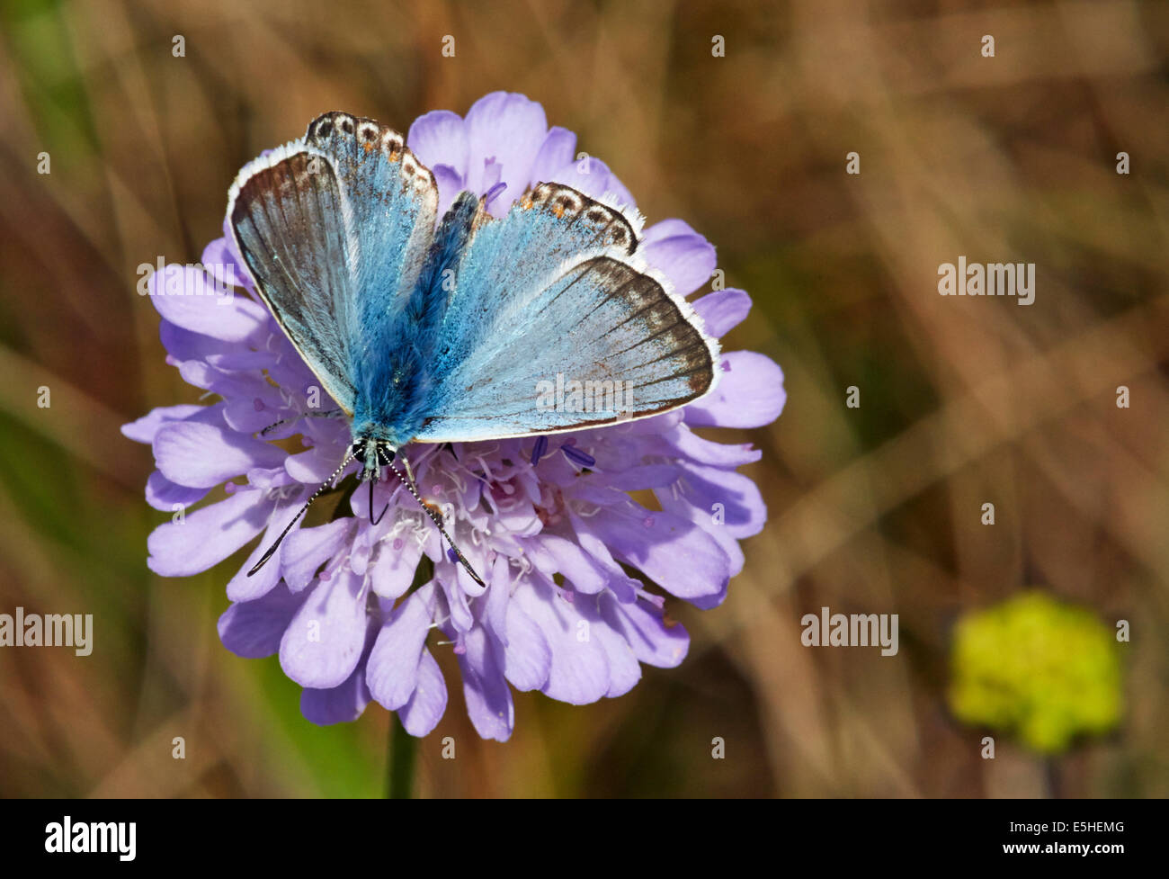 Chalkhill Blue Butterfly Fütterung auf Feld Witwenblume. Denbies Hang, gemeinsame Ranmore, Surrey, England. Stockfoto
