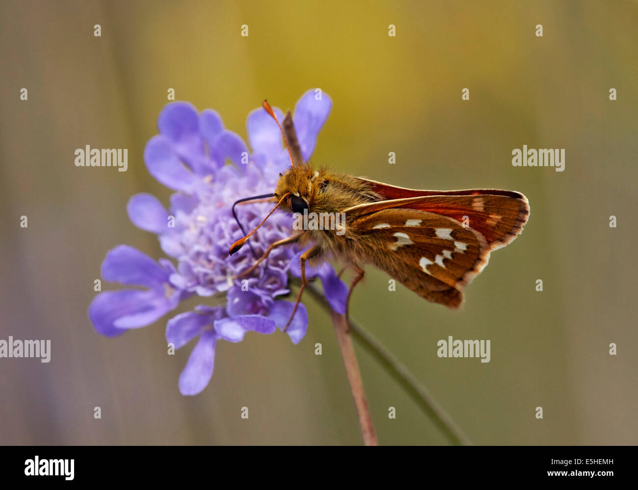 Silber-Spotted Skipper Butterfly Fütterung auf Feld Witwenblume. Denbies Hang, gemeinsame Ranmore, Surrey, England. Stockfoto