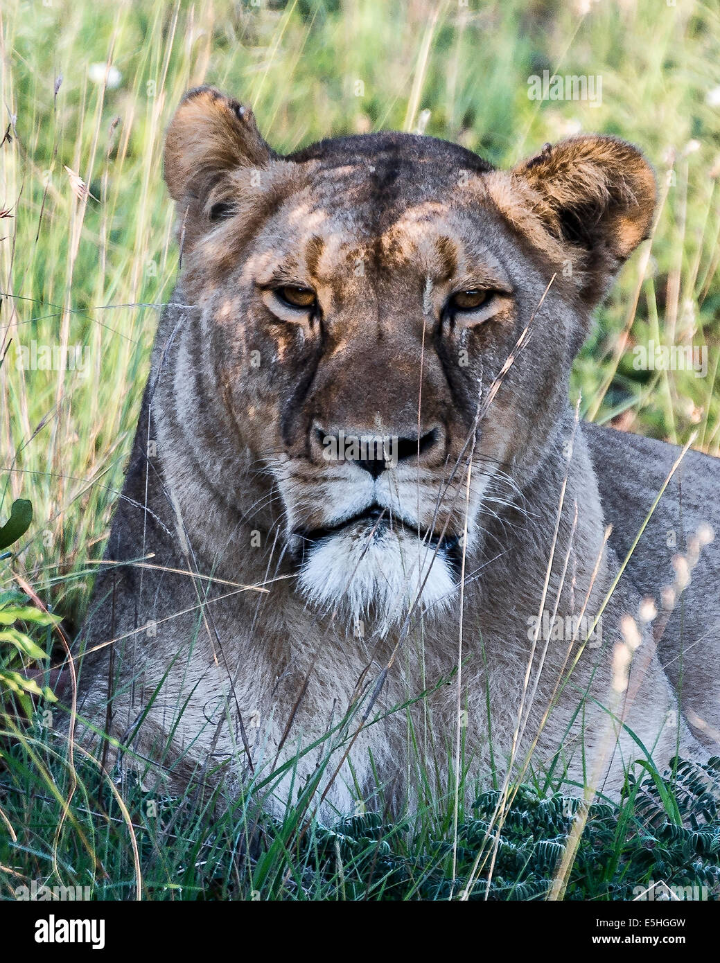 Löwin (Panthera Leo), Nambiti Reserve, Kwa-Zulu Natal, Südafrika Stockfoto