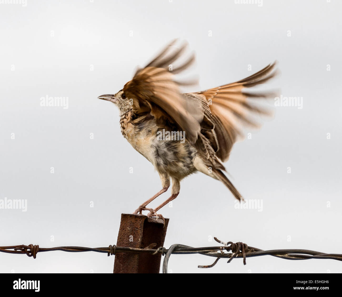 Rufous Himalaja-Lerche (Miafra Africana), Nambiti Reserve, Kwa-Zulu Natal, Südafrika Stockfoto