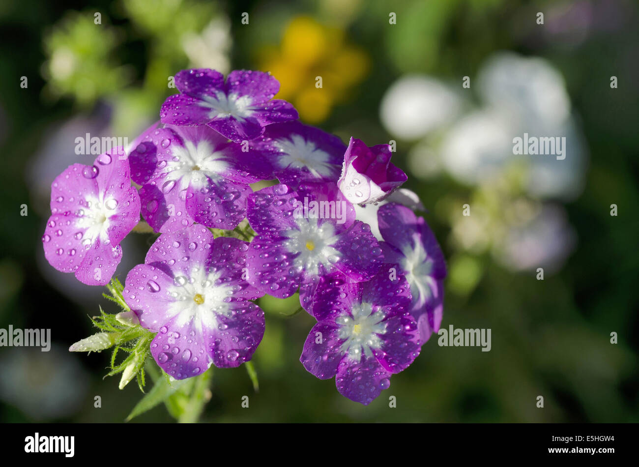 Eine Reihe von kleinen violetten Blüten, Pune, Maharashtra, Indien Stockfoto