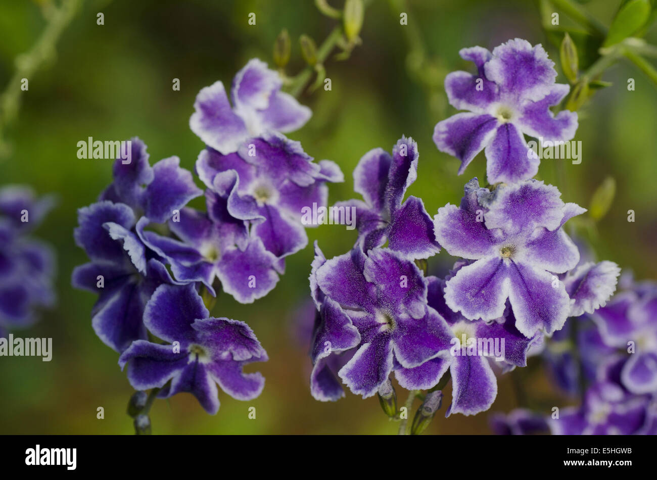 Eine Reihe von kleinen violetten Blüten, Pune, Maharashtra, Indien Stockfoto