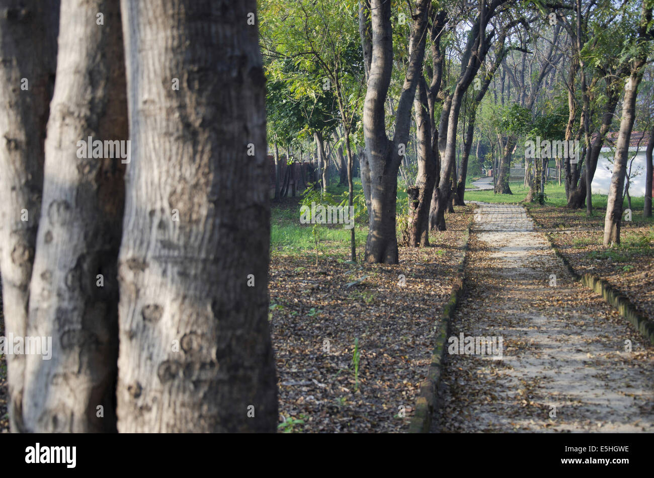 Walking - Jogging Track, Harish-Chandra Research Institut Campus, Allahabad, Uttar Pradesh, Indien Stockfoto