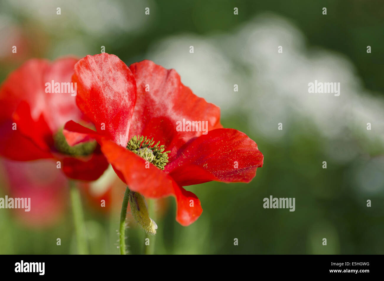 Roten Mohn Blume, Allahabad, Uttar Pradesh, Indien Stockfoto