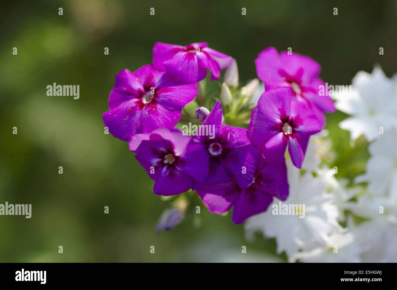 Eine Reihe von kleinen violetten Blüten, Harish-Chandra Research Institut Campus, Allahabad, Uttar Pradesh, Indien Stockfoto