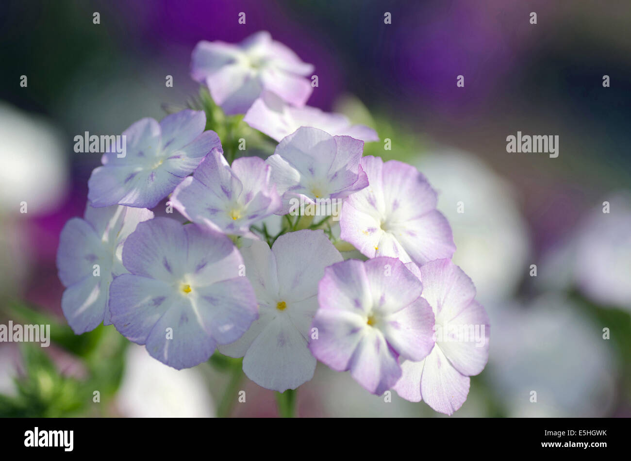 Eine Reihe von kleinen blauen und weißen Blüten, Harish-Chandra Research Institut Campus, Allahabad, Uttar Pradesh, Indien Stockfoto