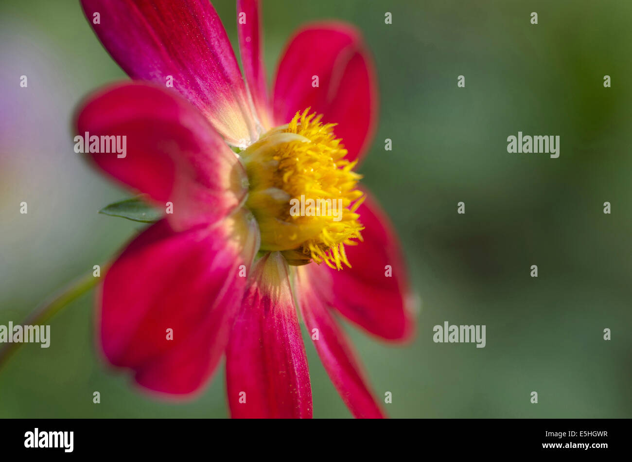 Rote Blume, Harish-Chandra Research Institut Campus, Allahabad, Uttar Pradesh, Indien Stockfoto