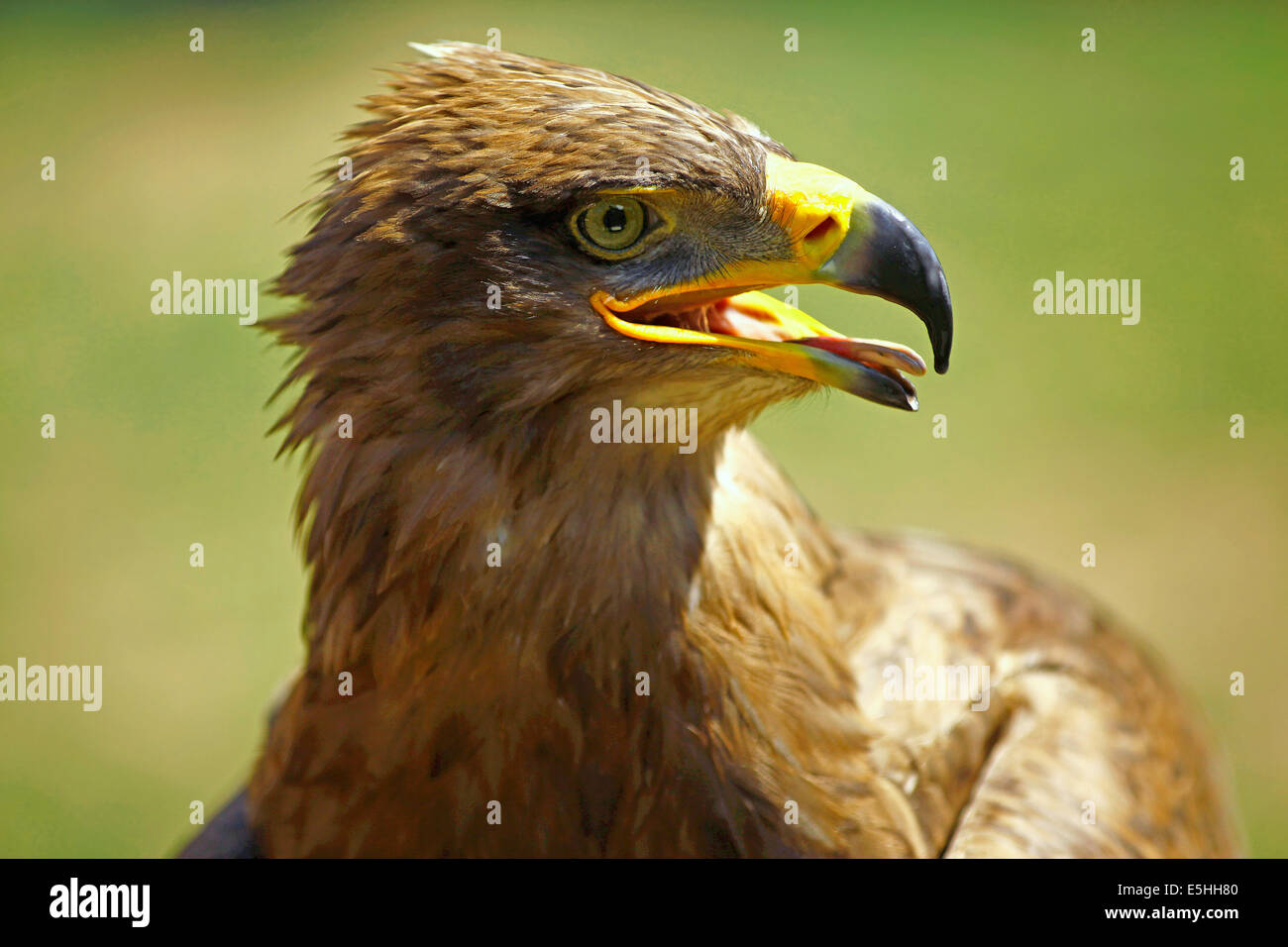 Steppe Eagle (Aquila Nipalensis) Closeup mit offener Rechnung Stockfoto