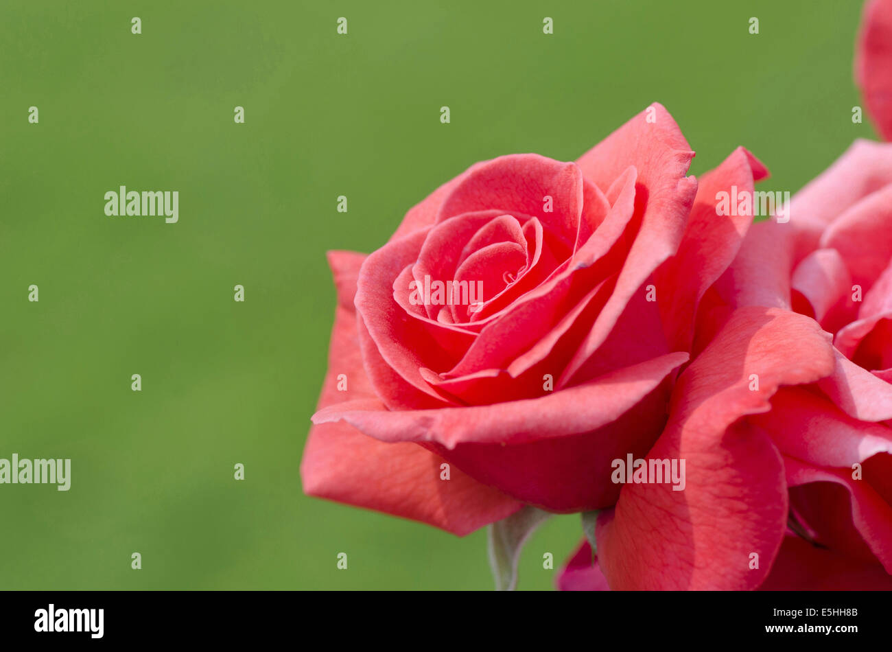 Eine rote Rose, Allahabad, Uttar Pradesh, Indien Stockfoto