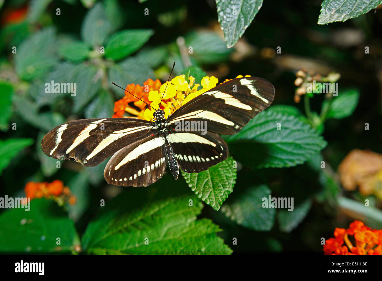 Zebra Schmetterling (Heliconius Charitonia) Stockfoto