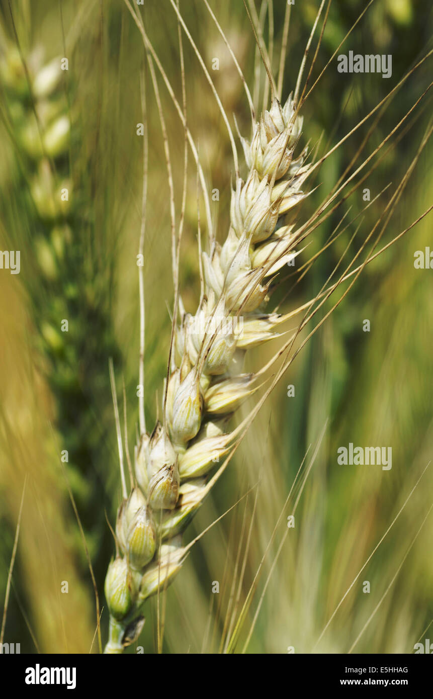 Weizenernte, Allahabad, Uttar Pradesh, Indien Stockfoto