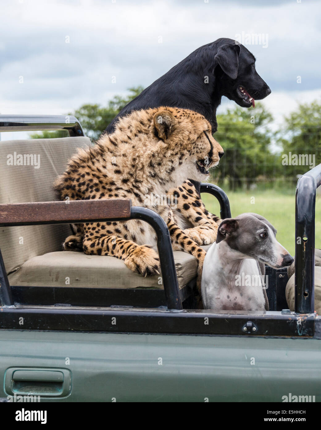 Leopard und Hunde fahren als Beifahrer im Jeep, Nambiti Reserve, Kwa-Zulu Natal, Südafrika Stockfoto