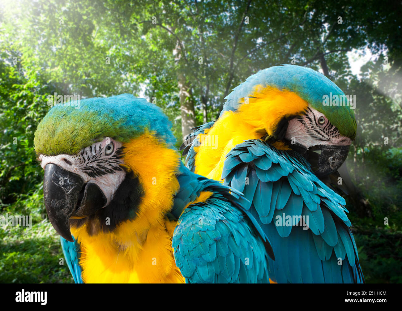 Zwei blau und Gold Aras in einem sonnendurchfluteten Wald, ein Blick auf Kamera, die anderen putzen Stockfoto