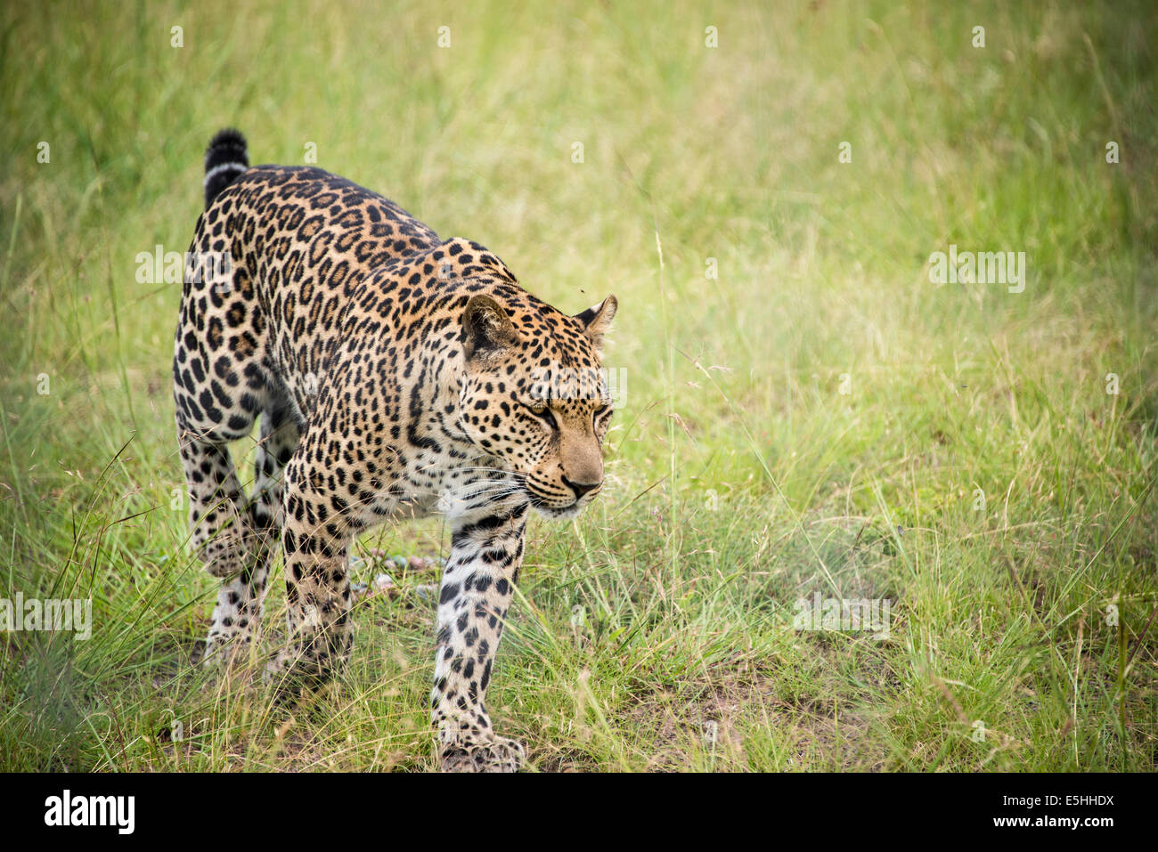 Gepard (Acinonyx Jubatus), Nambiti Reserve, Kwa-Zulu Natal, Südafrika Stockfoto