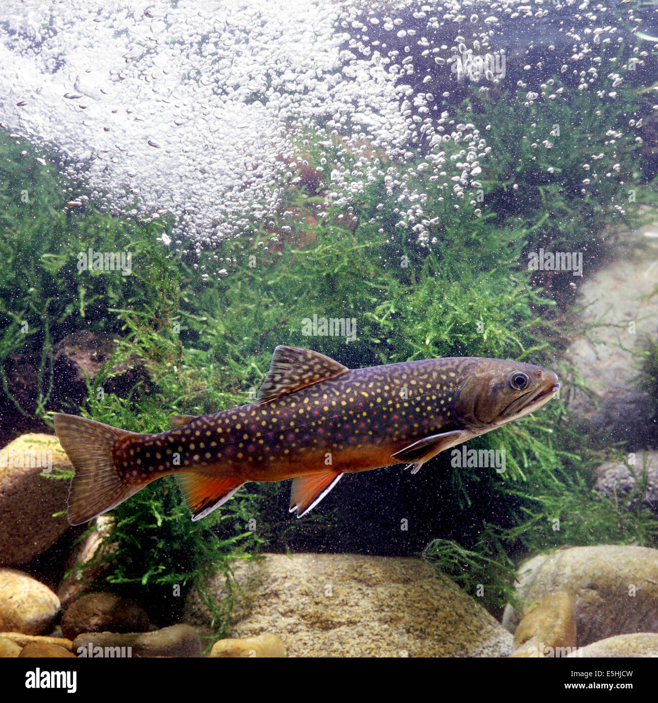 Bachforelle (Namaycush Fontinalis), Gefangenschaft, Frankreich Stockfoto