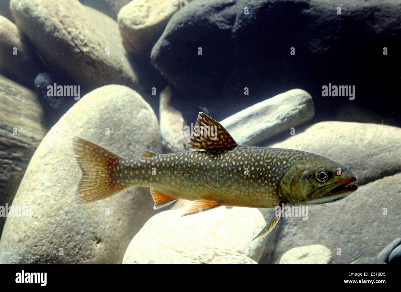 Bachforelle (Namaycush Fontinalis), Gefangenschaft, Frankreich Stockfoto