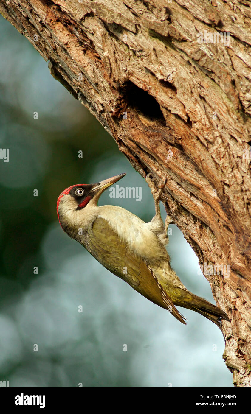 Europäische Grünspecht (Picus Viridis) Fütterung Küken im Nest in einer Baumhöhle, Hessen, Deutschland Stockfoto