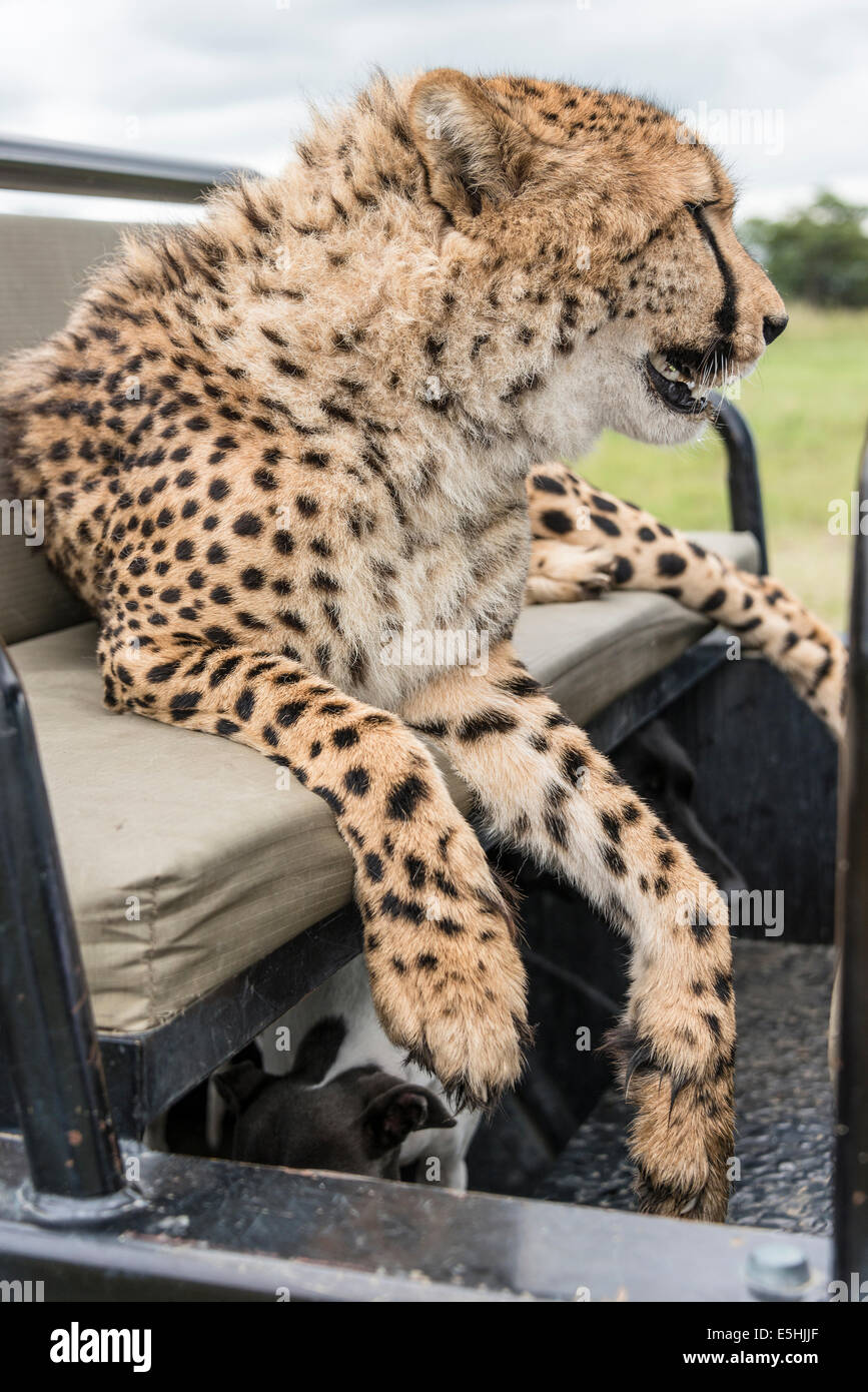 Gepard (Acinonyx Jubatus), Nambiti Reserve, Kwa-Zulu Natal, Südafrika Stockfoto